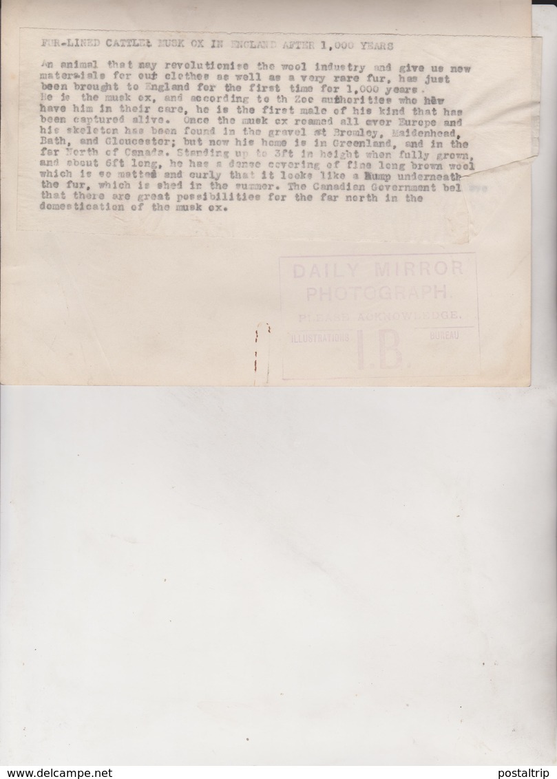 FUR LINED CATTLE MUSK OX ENGLAND  ANIMAUX ANIMALS ANIMALES 20*15CM Fonds Victor FORBIN 1864-1947 - Otros & Sin Clasificación