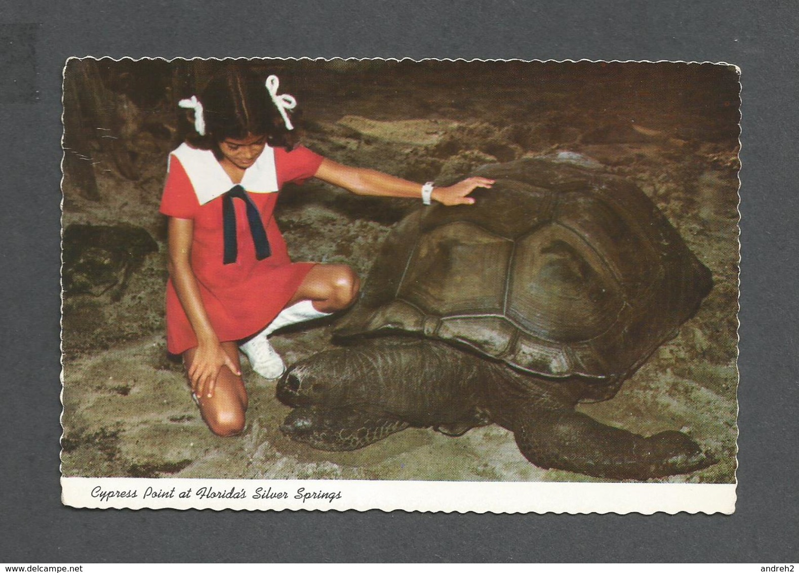 ANIMAUX - ANIMALS - TORTUE GÉANTE - GIANT TURTLES ARE ON DISPLAY ON CYPRESS POINT AT FLORIDA'S SILVER SPRIGS - Turtles