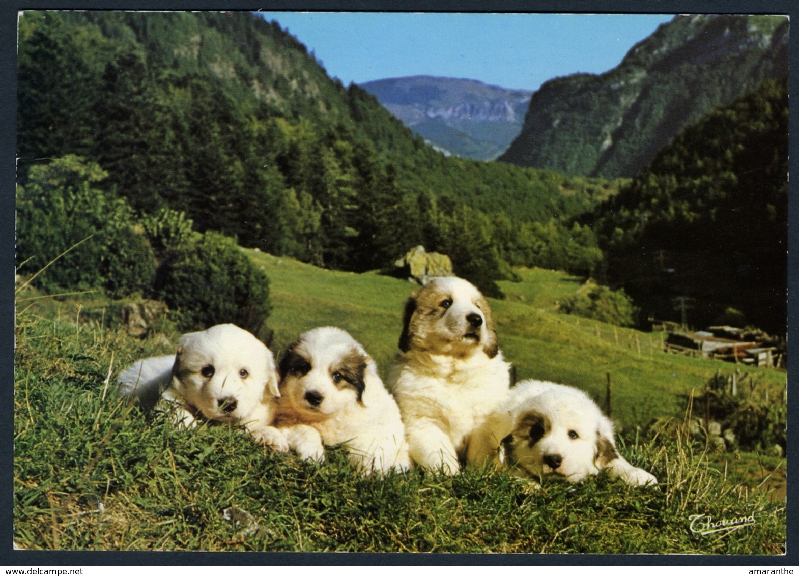 Chiens Des Pyrénées - Hunde