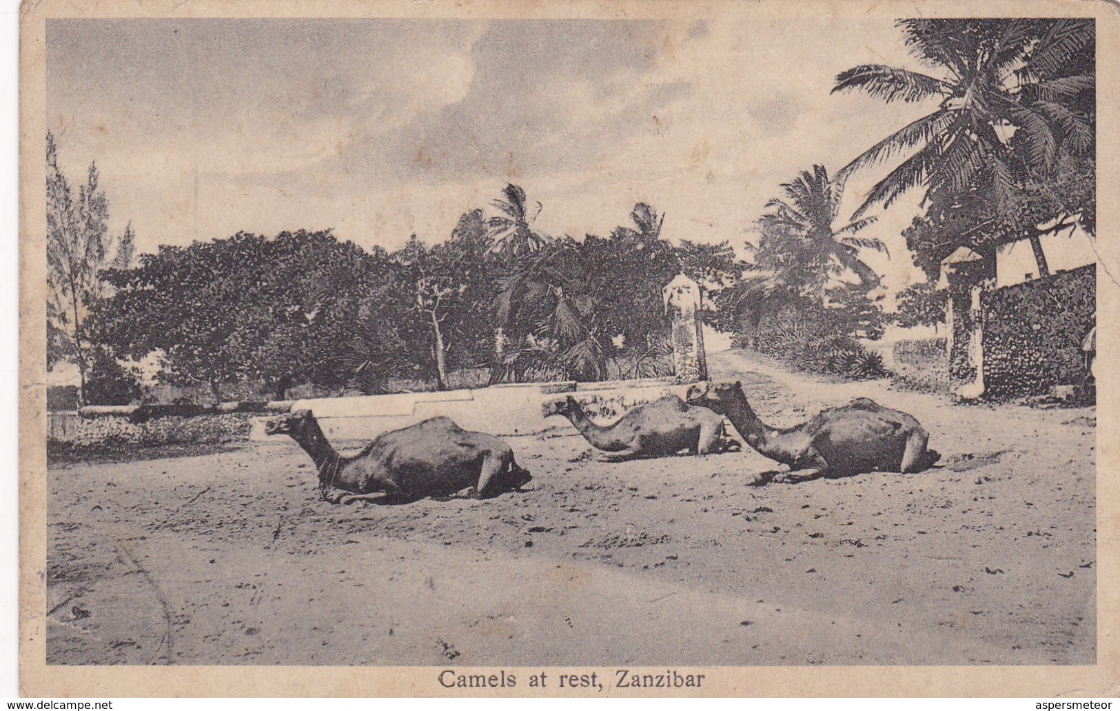 CAMELS AT REST, ZANZIBAR. JB COUNTINHO. CPA CIRCA 1910s - BLEUP - Tanzanie