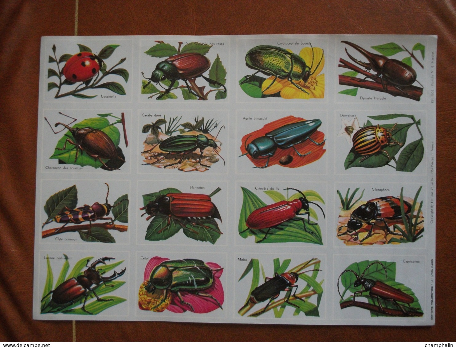 Planche éducative Volumétrix - N°9 - Insectes - Learning Cards