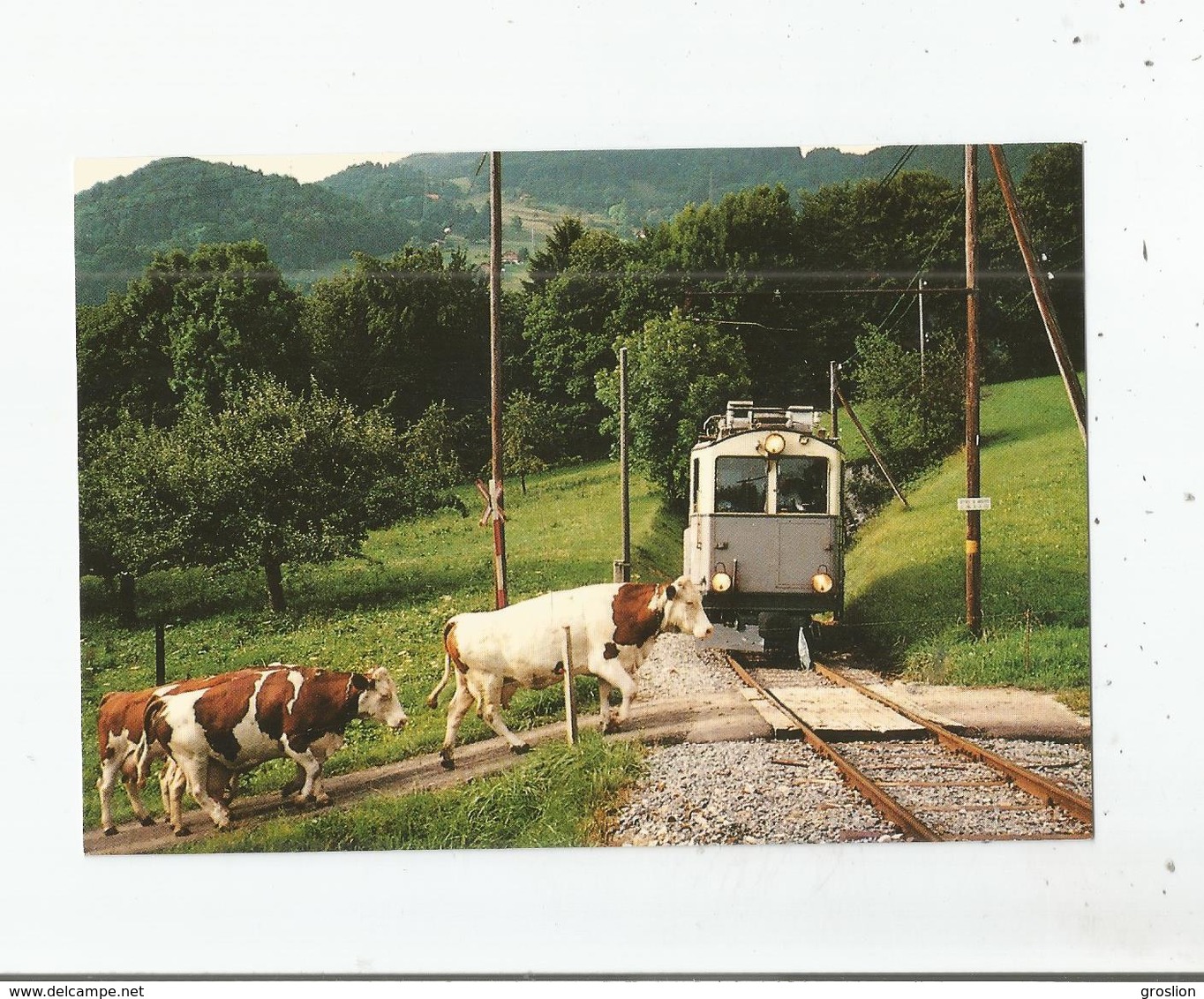 CHEMIN DE FER DE BLONAY A CHAMBY AUTOMOTRICE ABF EH 4/4 N° 10 SORTANT DU TUNNEL DE CORNAUX ET UN TROUPEAU DE VACHES 1981 - Cornaux