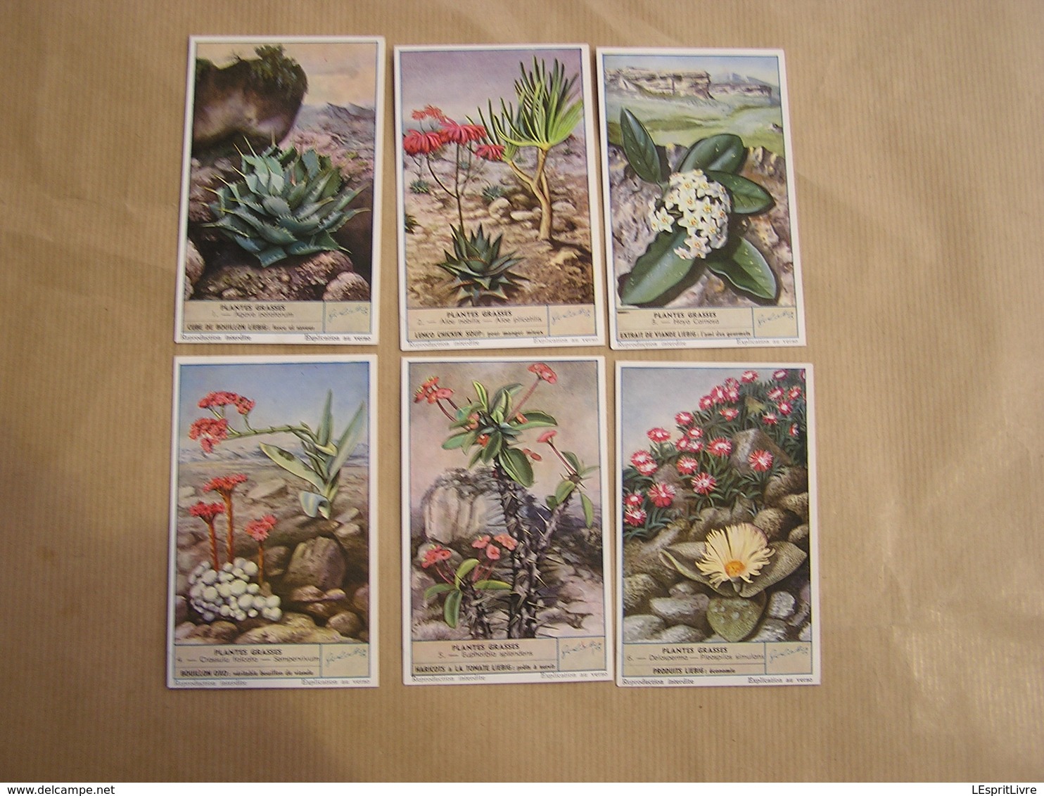 LIEBIG Plantes Grasses Agave Aloe Crassula Botanique Plante Série De 6 Chromos Trading Cards Chromo - Liebig