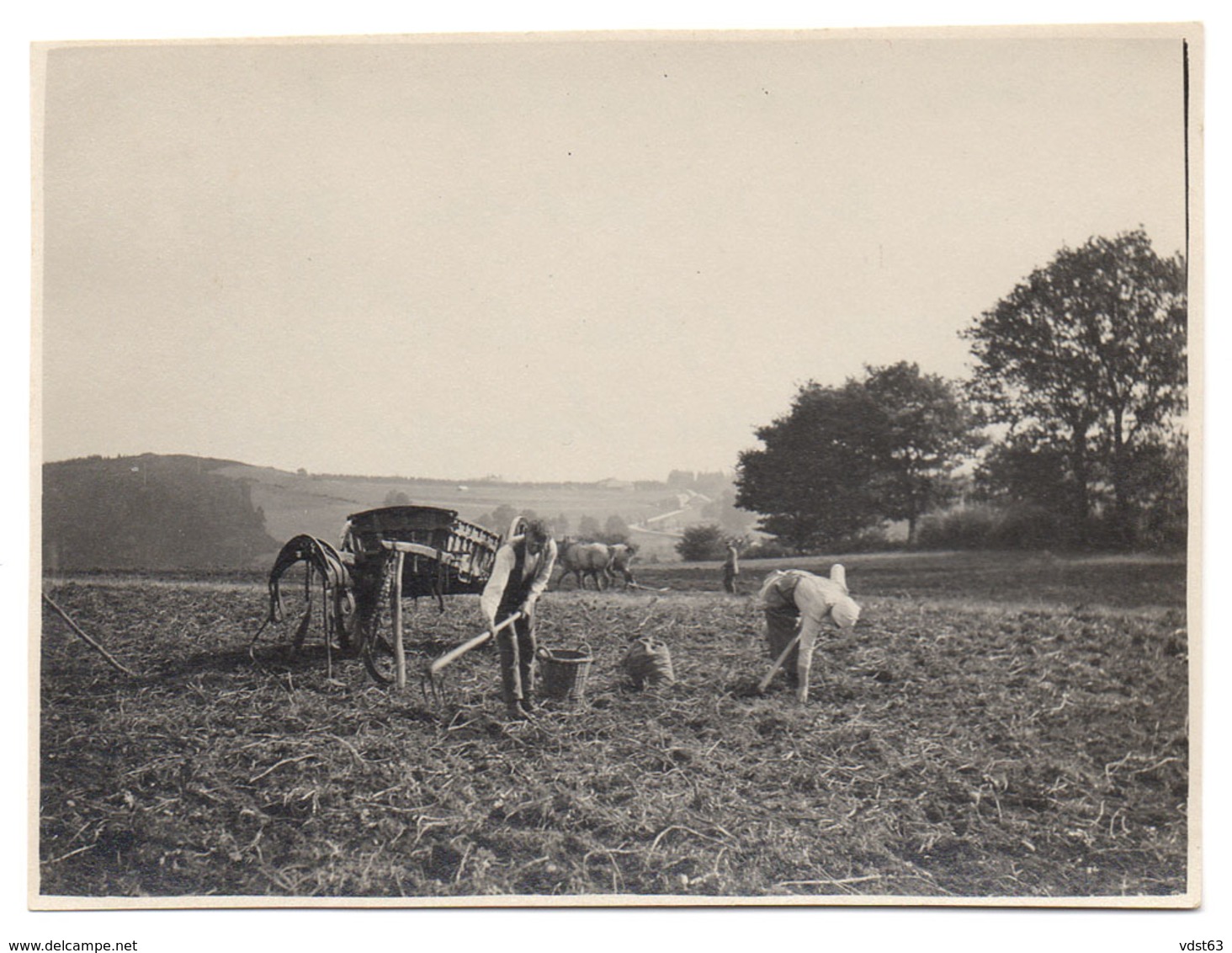 LIERNEUX 1926 Travaux Des Champs En Automne Arrachage Des Pommes De Terre Animée Attelage - Culture Patates - Photo Foto - Lierneux