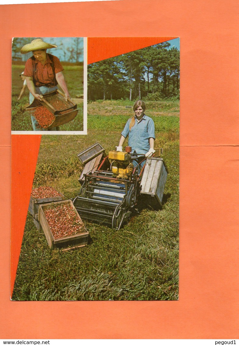 USA. CAPE COD ( MASSACHUSETTS ) . HARVESTING CRANBERRIES  Carte En Achat Immédiat - Cape Cod