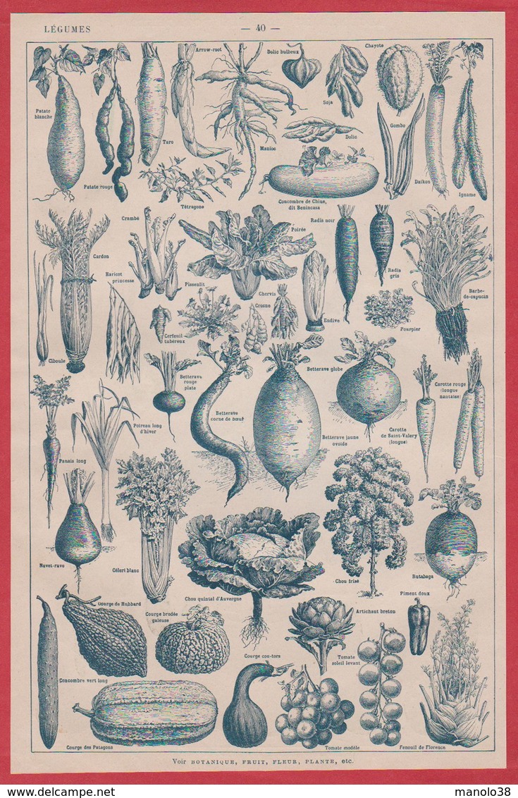 Légumes Et Plantes Potagères. Légume. Illustration Adolphe Millot. Recto-verso. Larousse 1920. - Unclassified