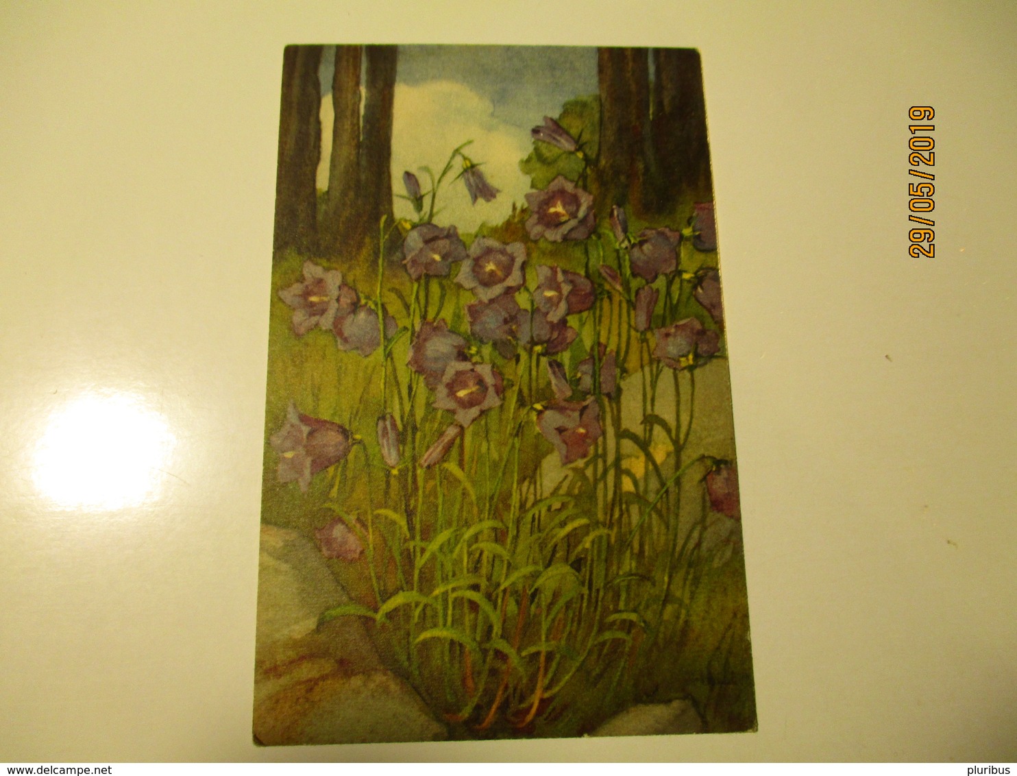 CAMPANULA , HALLER , OLD POSTCARD , 0 - Haller, A.