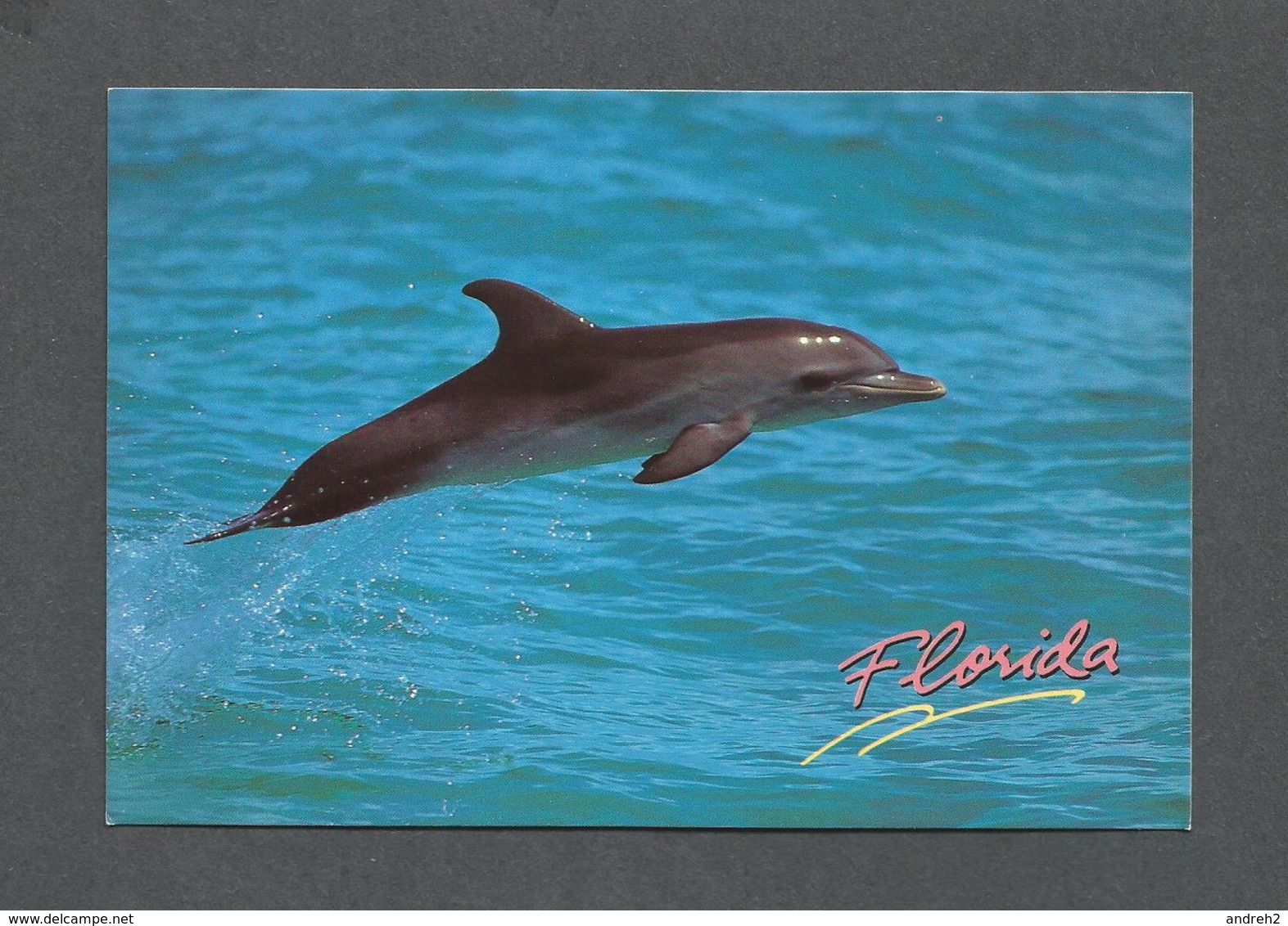 ANIMAUX - ANIMALS - POISSON - FISH - DOLPHIN FROLICS IN THE OCEAN ALONG THE FLORIDA COAST - PHOTO K.AITKEN - Poissons Et Crustacés