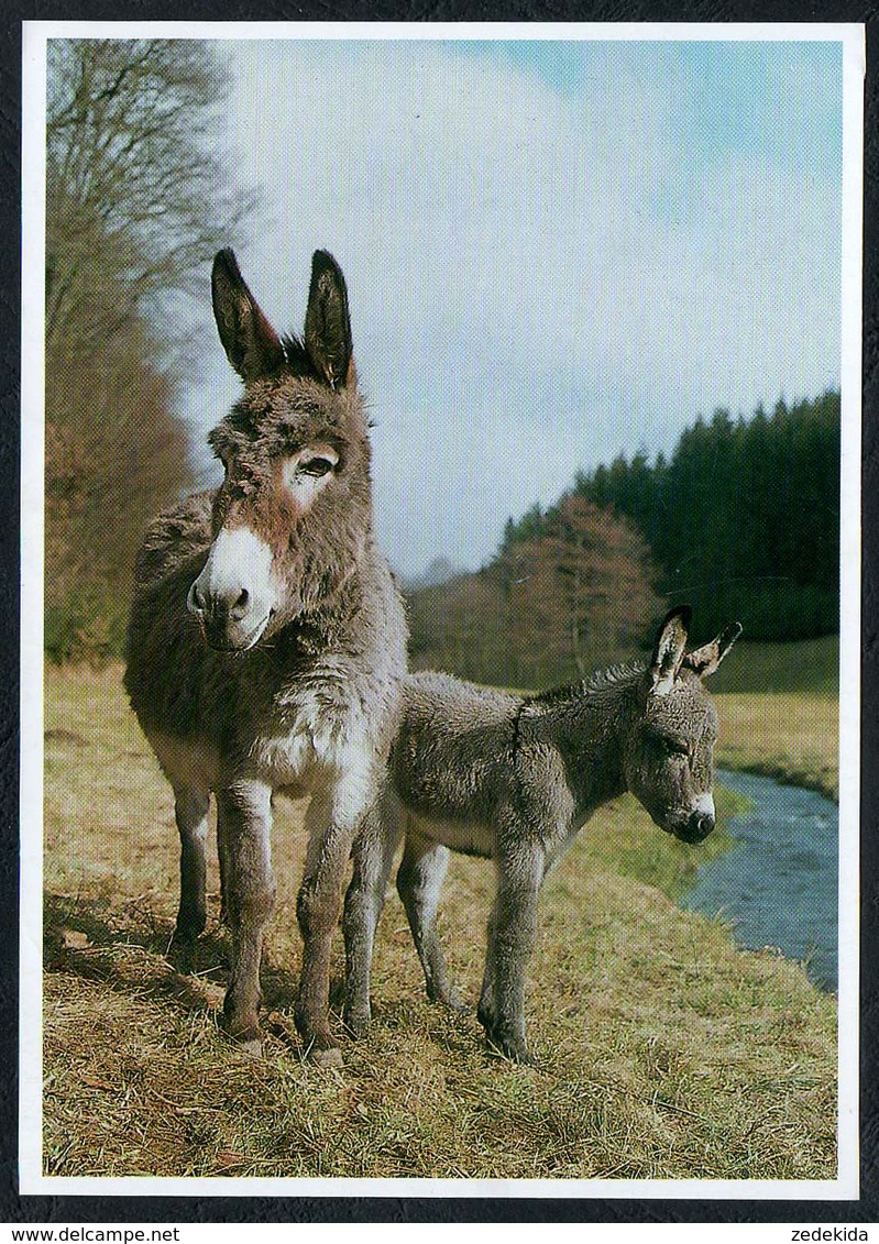 C5857 - Welpe Hundewelpe - Postkartenkalender - Foto Reinhard - DG Verlag - Burros