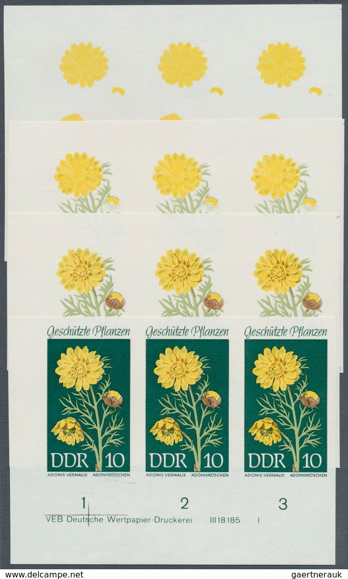 DDR: 1969, Geschützte Heimische Pflanzen 10 Pf. 'Frühlings-Adonisröschen (Adonis Vernalis)' In 4 Ver - Covers & Documents