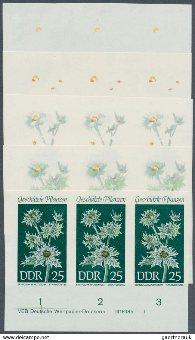 DDR: 1969, Geschützte Heimische Pflanzen 25 Pf. 'Stranddistel (Eryngium Maritimum)' In 5 Verschieden - Covers & Documents