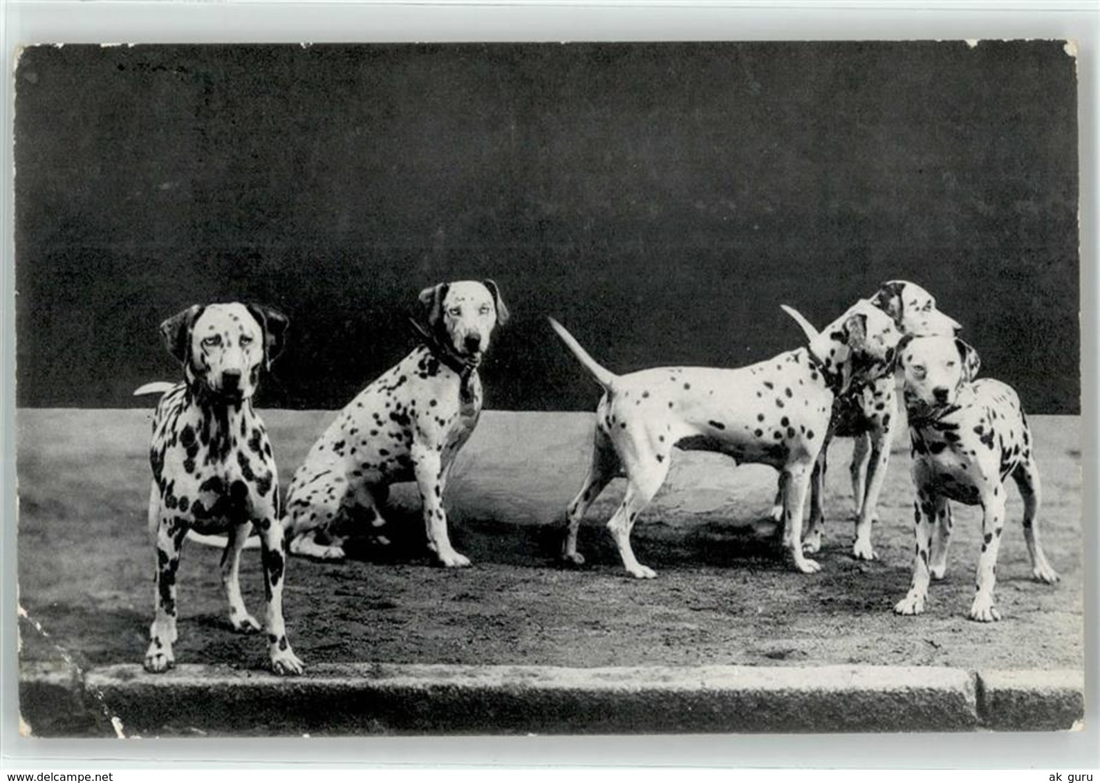 52891220 - Dalmatiner - Dogs