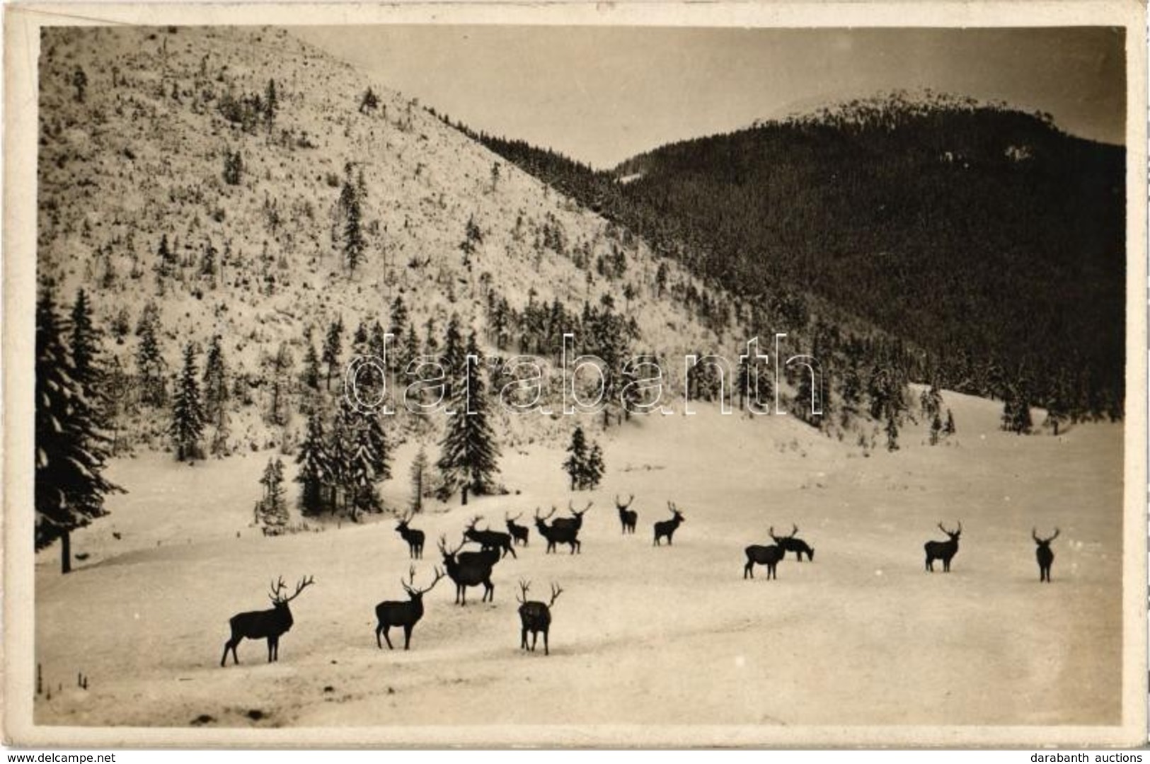 ** T1 Tátra, Tatry; A Szarvasok Királyai / Králi Jelenov / Königshirsche / Deers - Zonder Classificatie