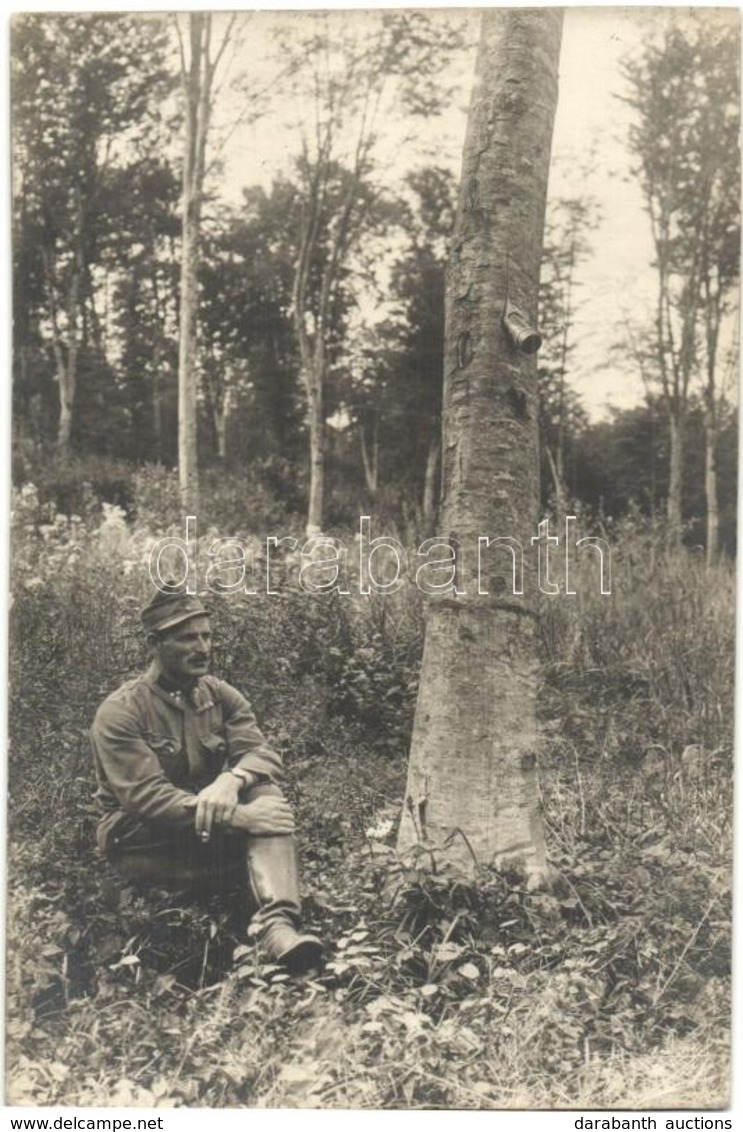 ** T2 Eltévedt Löveg A Fatörzsben, Első Világháborús Osztrák-magyar Katonatiszt /  Bullet In The Tree, WWI K.u.K. Milita - Ohne Zuordnung