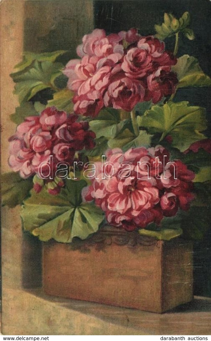 ** T2/T3 Geraniums/storksbills Flower, B.D. No. 665, Litho - Zonder Classificatie