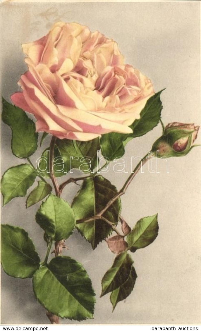 * T2 Rose Flower, Martin Rommel & Co. Hofkunstanstalt No. 633 - Zonder Classificatie