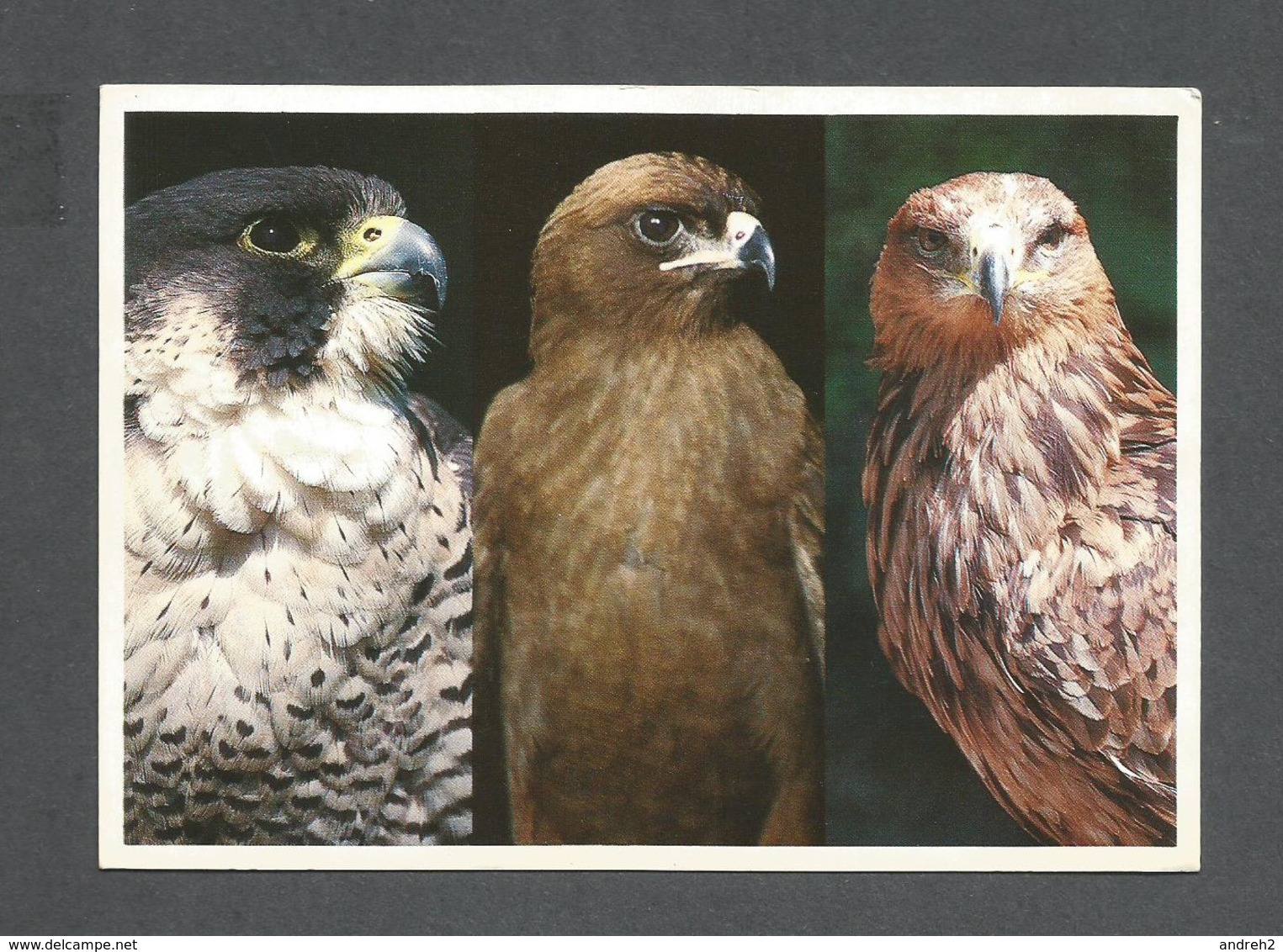 ANIMAUX - ANIMALS - BIRDS - OISEAUX - PERENGRINE FALCON - BLACK KITE - TAWNY EAGLE - BY S. CHOMOCO - Oiseaux