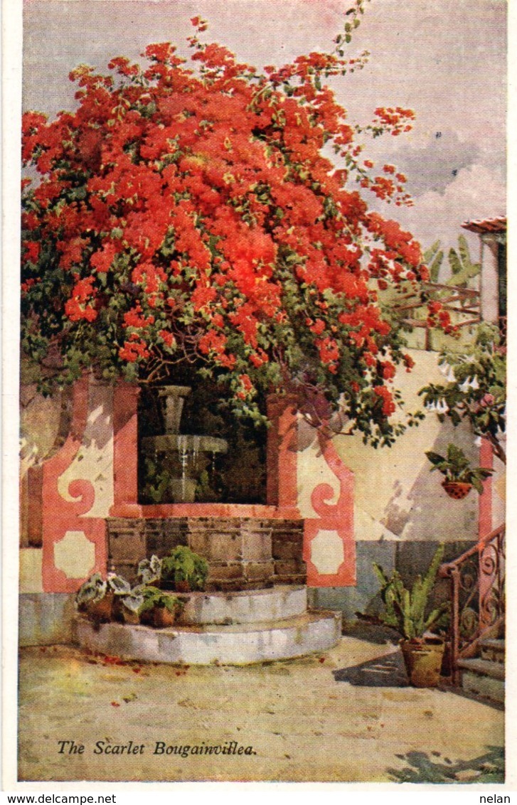 FLOWERS AND GARDENS OF MADEIRA-SERIE NO. 49-THE SCARLET BOUGAINVILLEA - Madeira