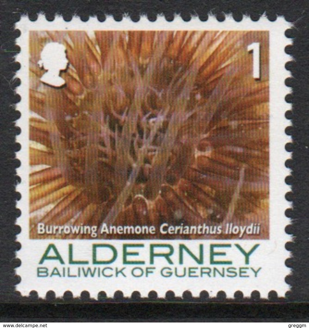 Alderney Single 1p Stamp From The 'Corals And Anemones' Definitive Set. - Alderney