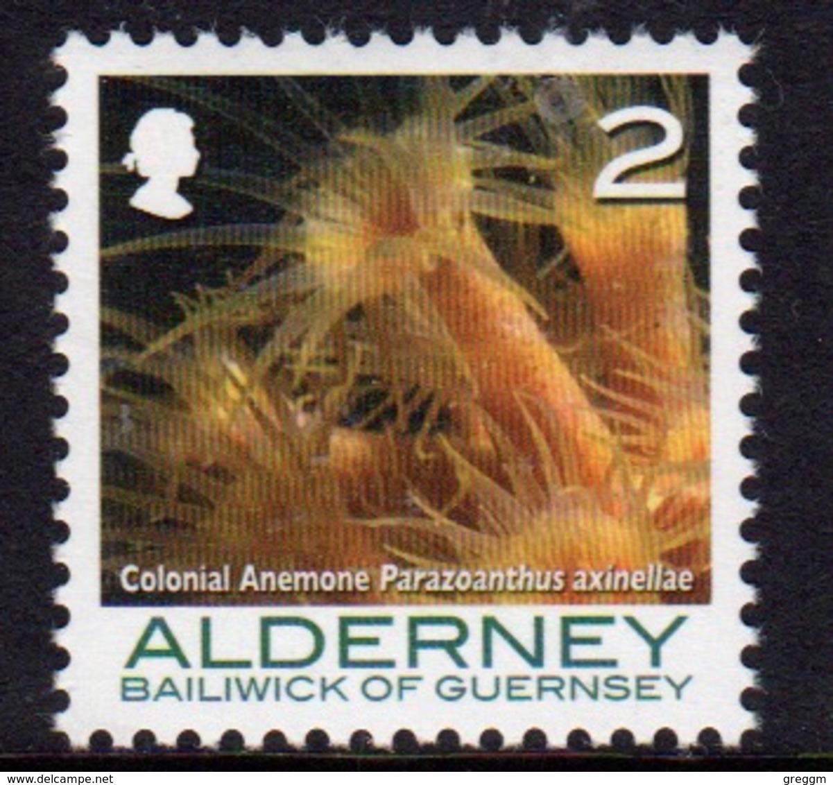 Alderney Single 2p Stamp From The 'Corals And Anemones' Definitive Set. - Alderney