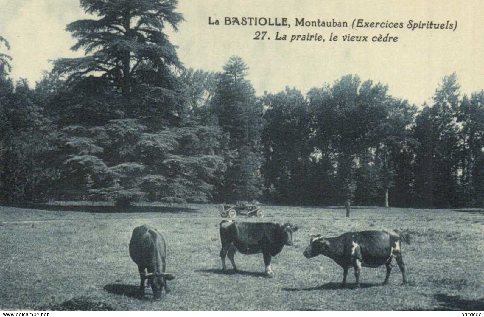 LA BASTIOLLE Montauban (Exercices Spirituels) La Prairie ,le Vieux Cèdre Vaches Au Paturage   RV - Montauban