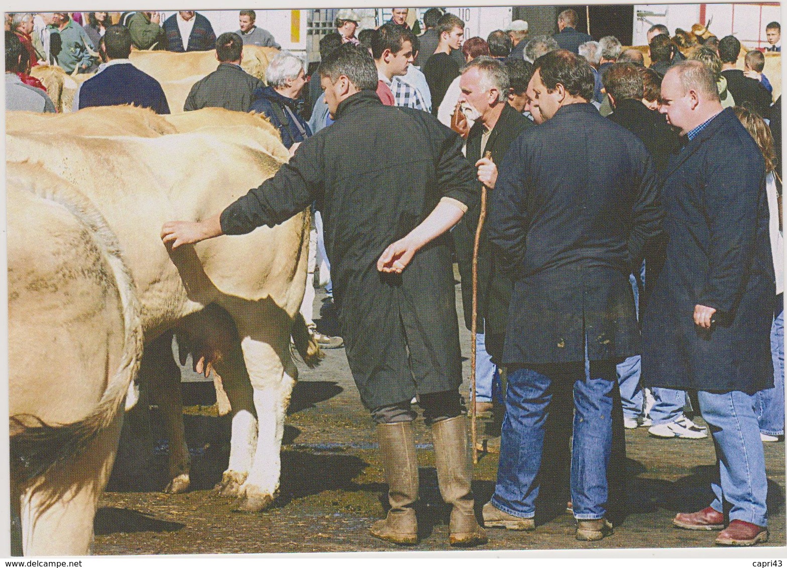 48 Nasbinals  Foire Aux Bestiaux 17 Aout 2007 30 Ex - Autres & Non Classés