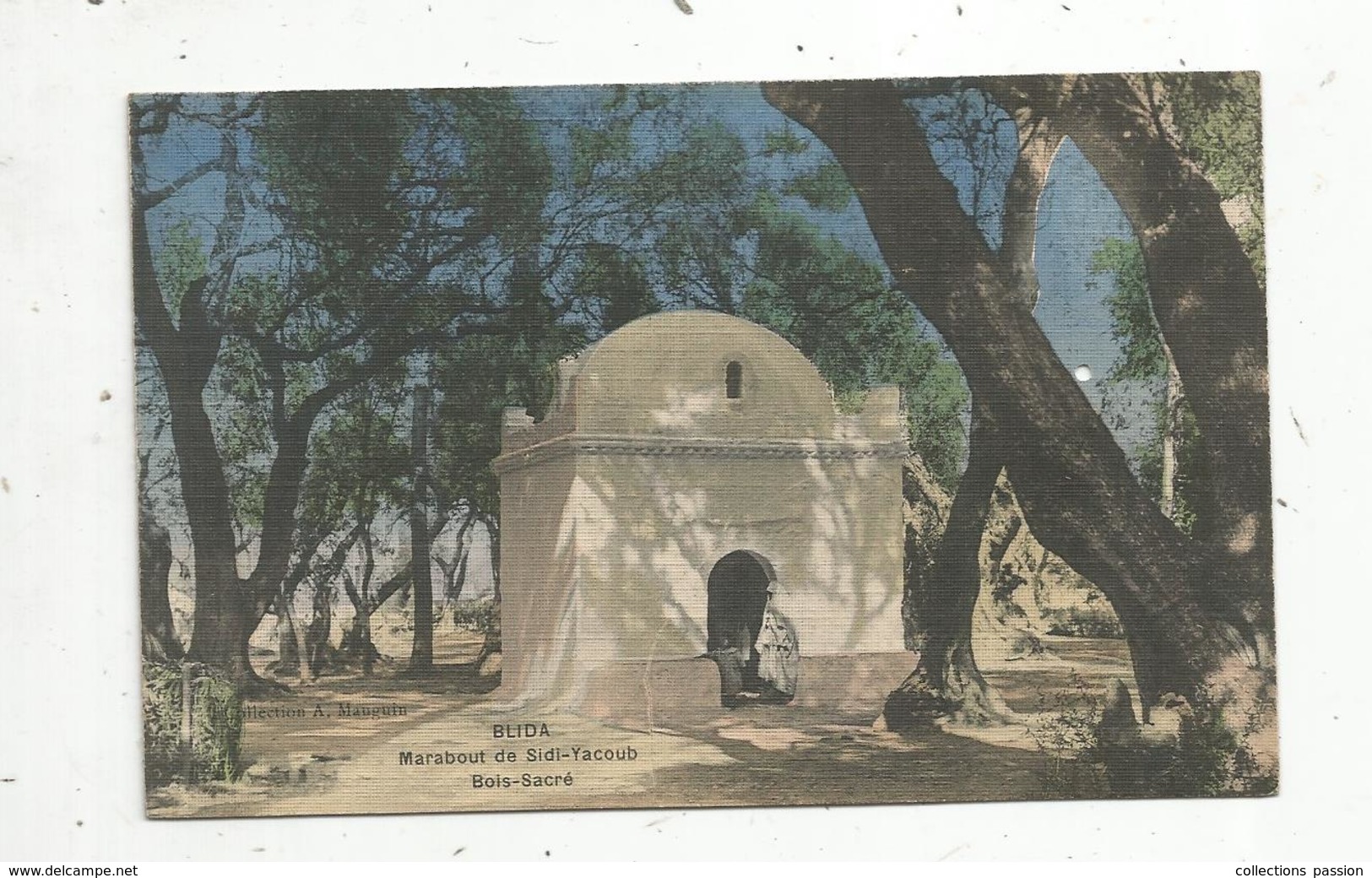 Cp, Algérie , BLIDA ,marabout De SIDI YACOUB ,  Bois Sacré , Vierge - Blida