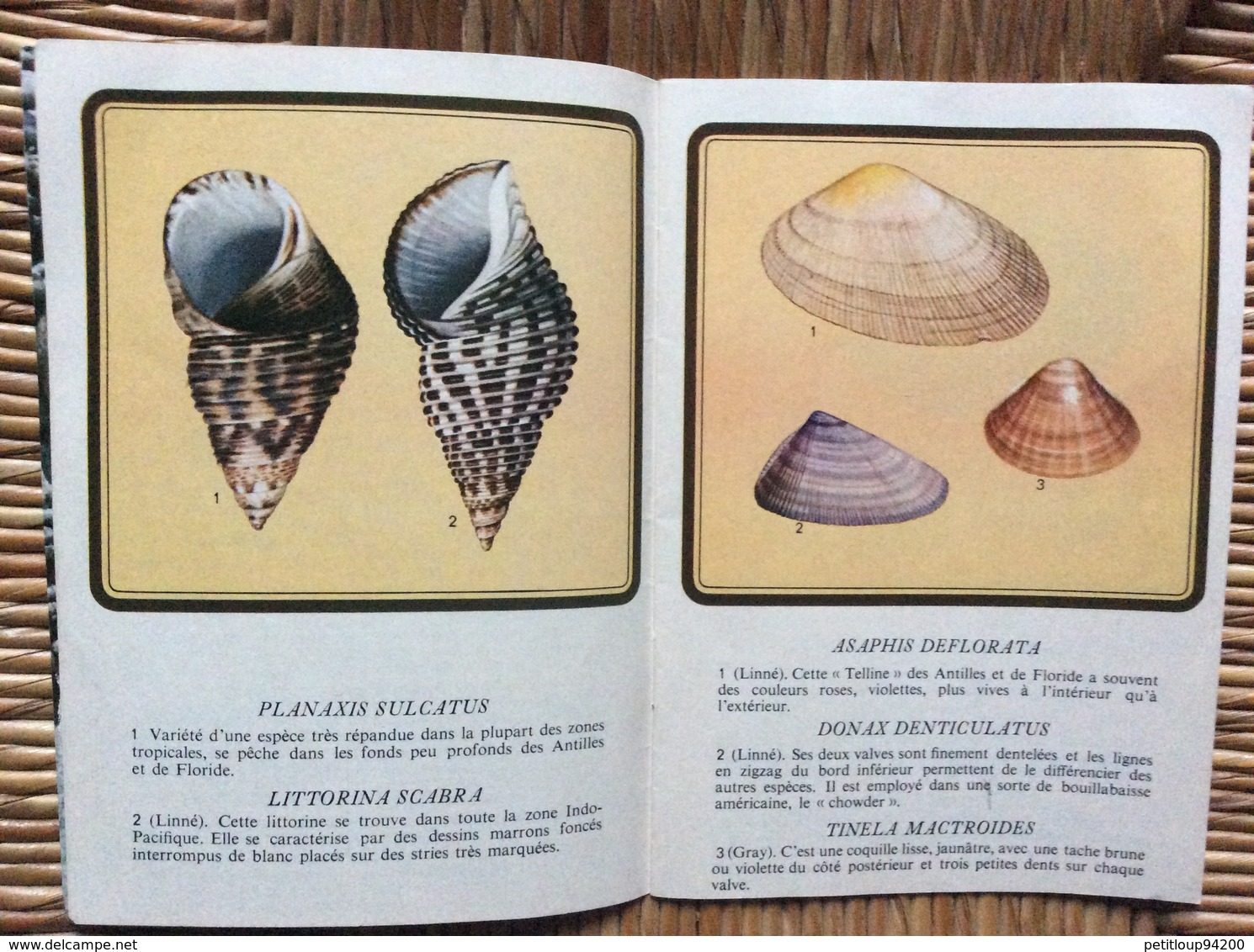 LIVRET PUBLICITAIRE  SHELL  Les Coquillages de Toutes les Mers du Monde