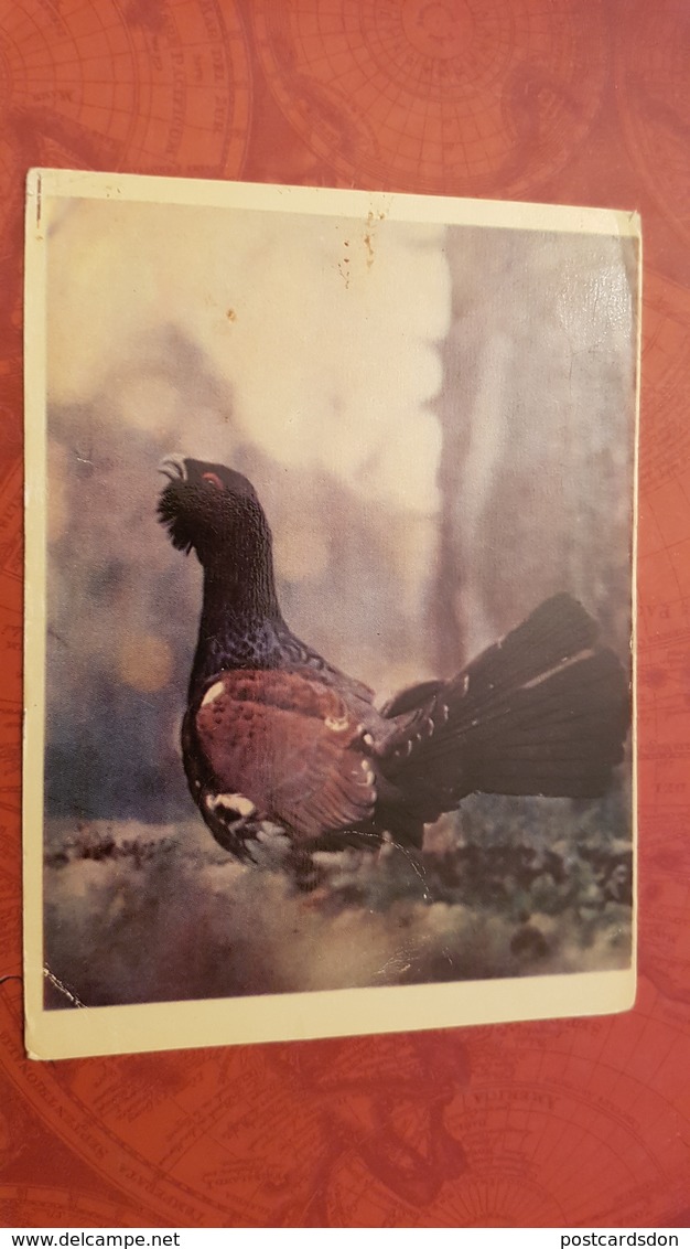 "woodgrouse " - OLD USSR Postcard 1963 - Bird - Hunting - Cock - Oiseaux