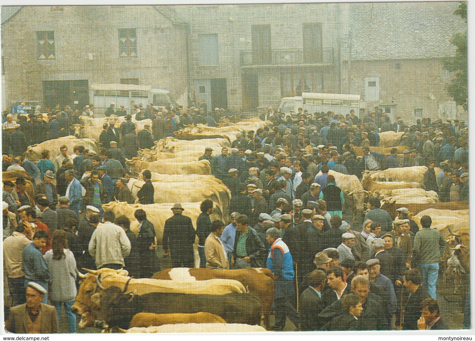 Cantal  Jour De  Foire  Sur Les  Monts D ' Aubrac  1996 , Vache - Autres & Non Classés