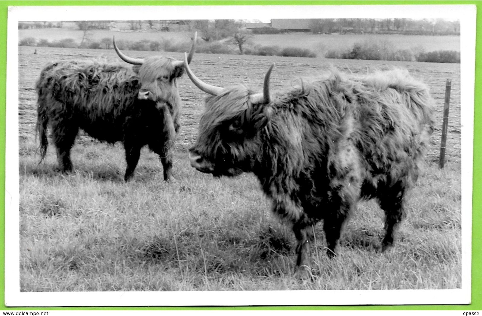 CPA CPSM Post Card - Highland Cattle - Mole Hall, WIDDINGTON (SAFFRON WALDEN) Essex UK * Vache Race Bovine - Other & Unclassified