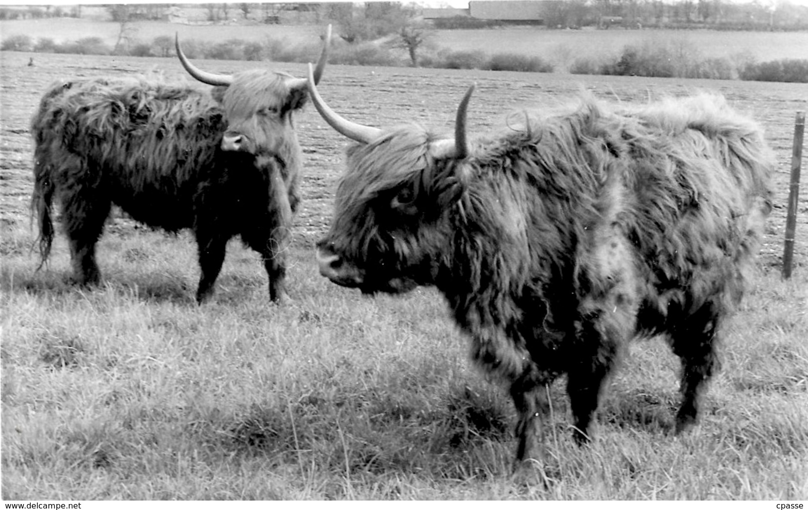 CPA CPSM Post Card - Highland Cattle - Mole Hall, WIDDINGTON (SAFFRON WALDEN) Essex UK * Vache Race Bovine - Other & Unclassified