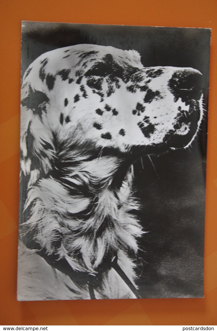 English Setter - Dog Collection  - Italian  Postcard - 1970s - Dogs