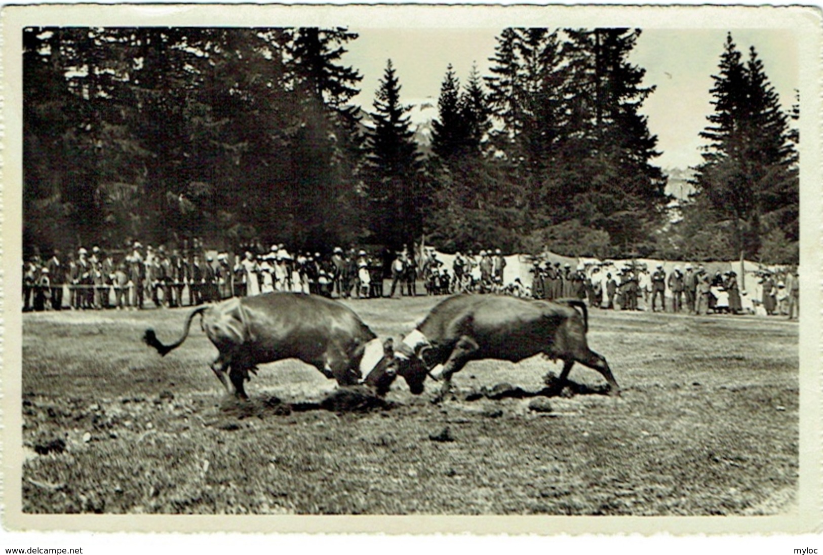 Carte Photo. Crans S/Sierre. Combat De Reines. - Sierre