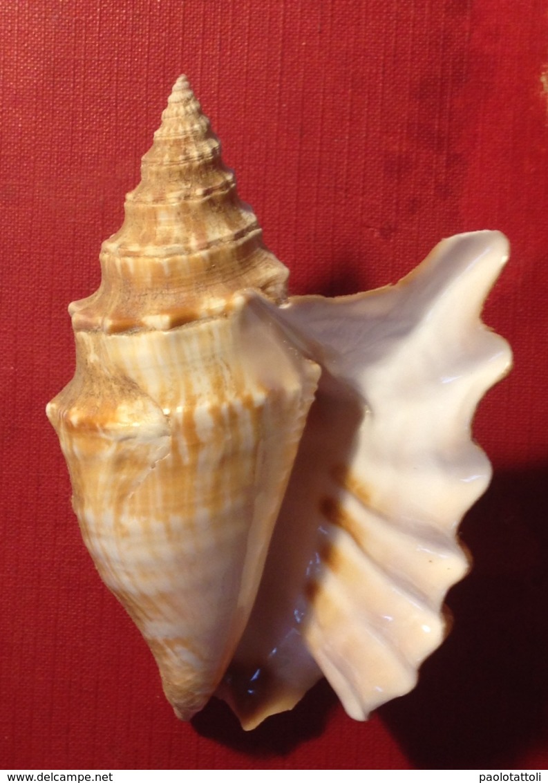 Strombus (tricornis) Oldi (Emerson, 1965). Mogadishu- Somaliland. - Seashells & Snail-shells