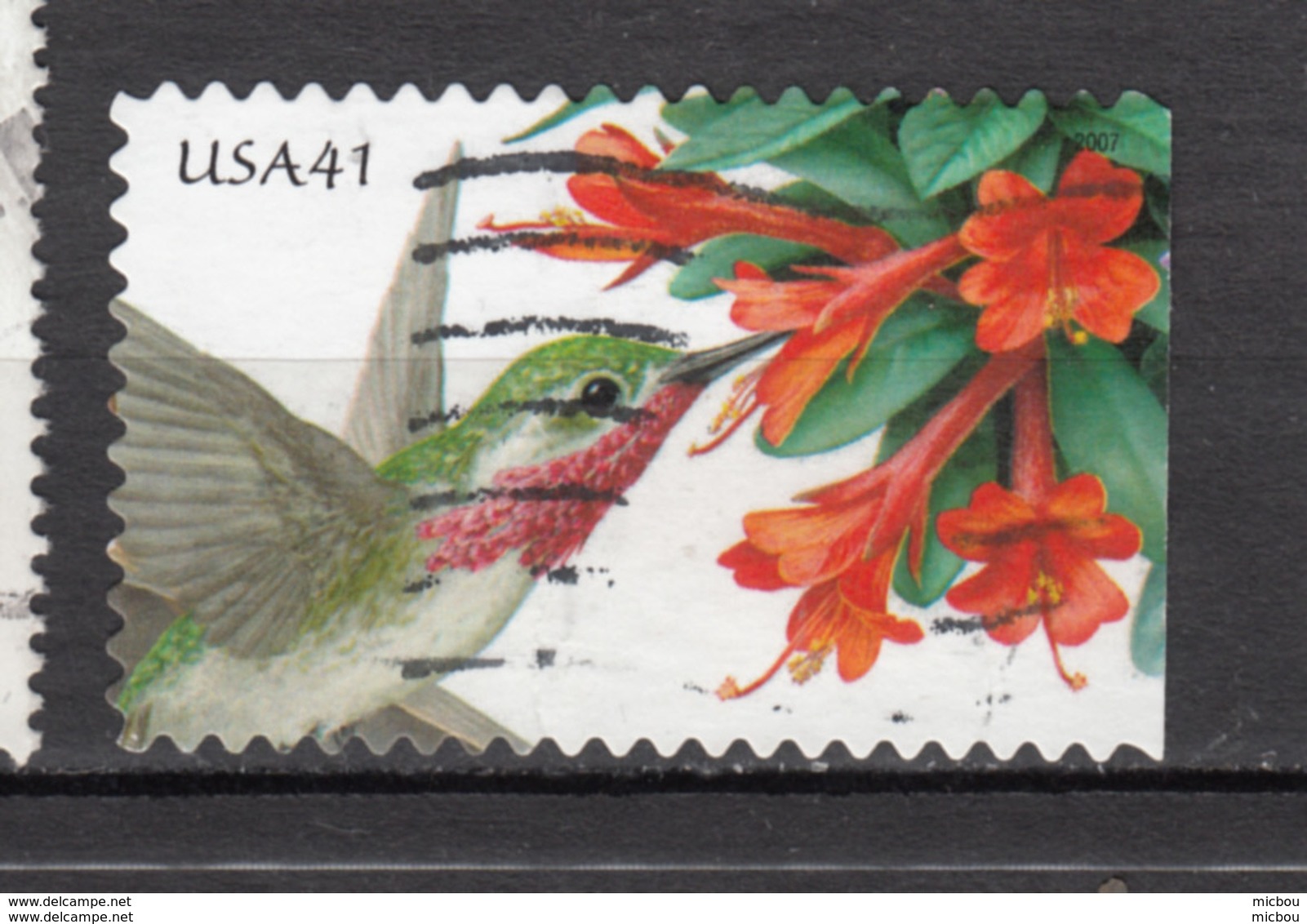 USA, Colibri, Oiseau, Bird, Hummingbird, Fleur, Flower - Colibris