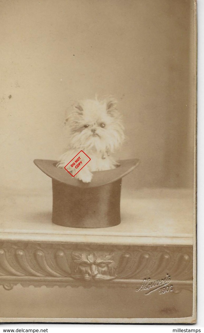 Photo Ancienne 1902 Petit Chat ébouriffé Dans Chapeau Signature Et Date à Droite - Anciennes (Av. 1900)