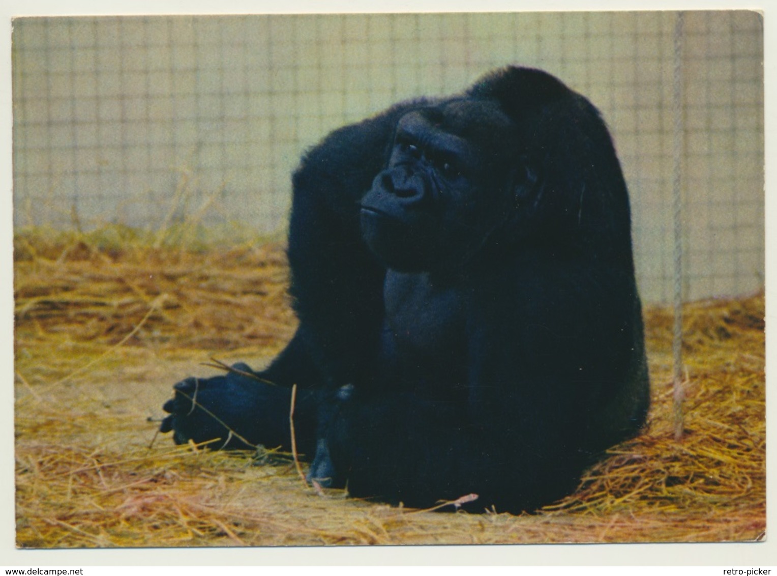 AK   Affe Gorille Parc Zoologique Du Tertre Rouge La Fleche Gorilla Zoo - Singes