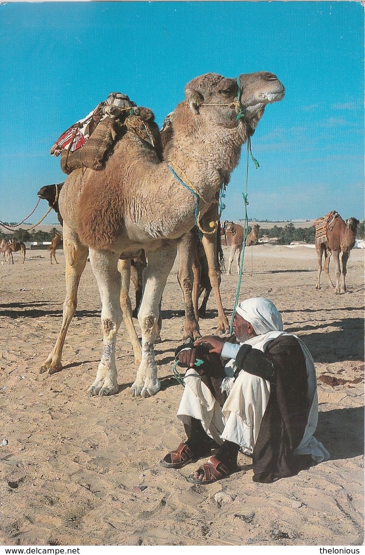 * Cartolina - Tunisia - Deserto, Dromedario - Viag. Per Appiano 1998 - Altri & Non Classificati