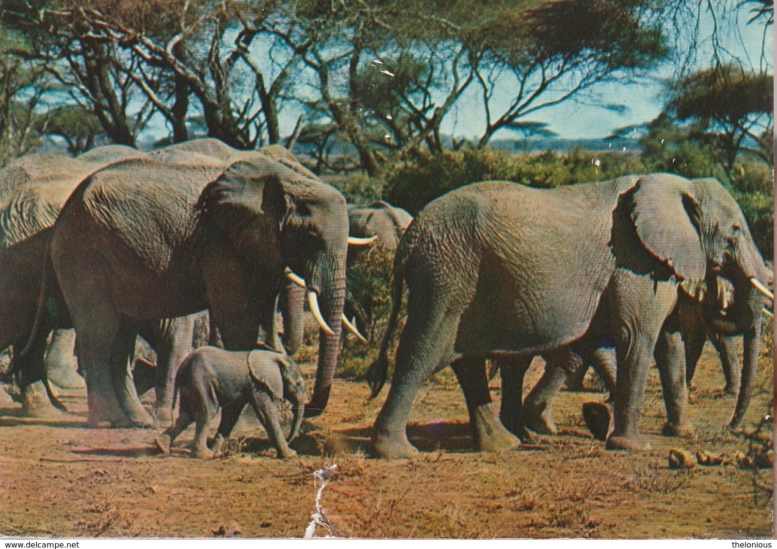 * Cartolina - Gabon - Elefanti - Viag. Per Bassano 1974 (piccolo Strappo In Basso) - Elefanti