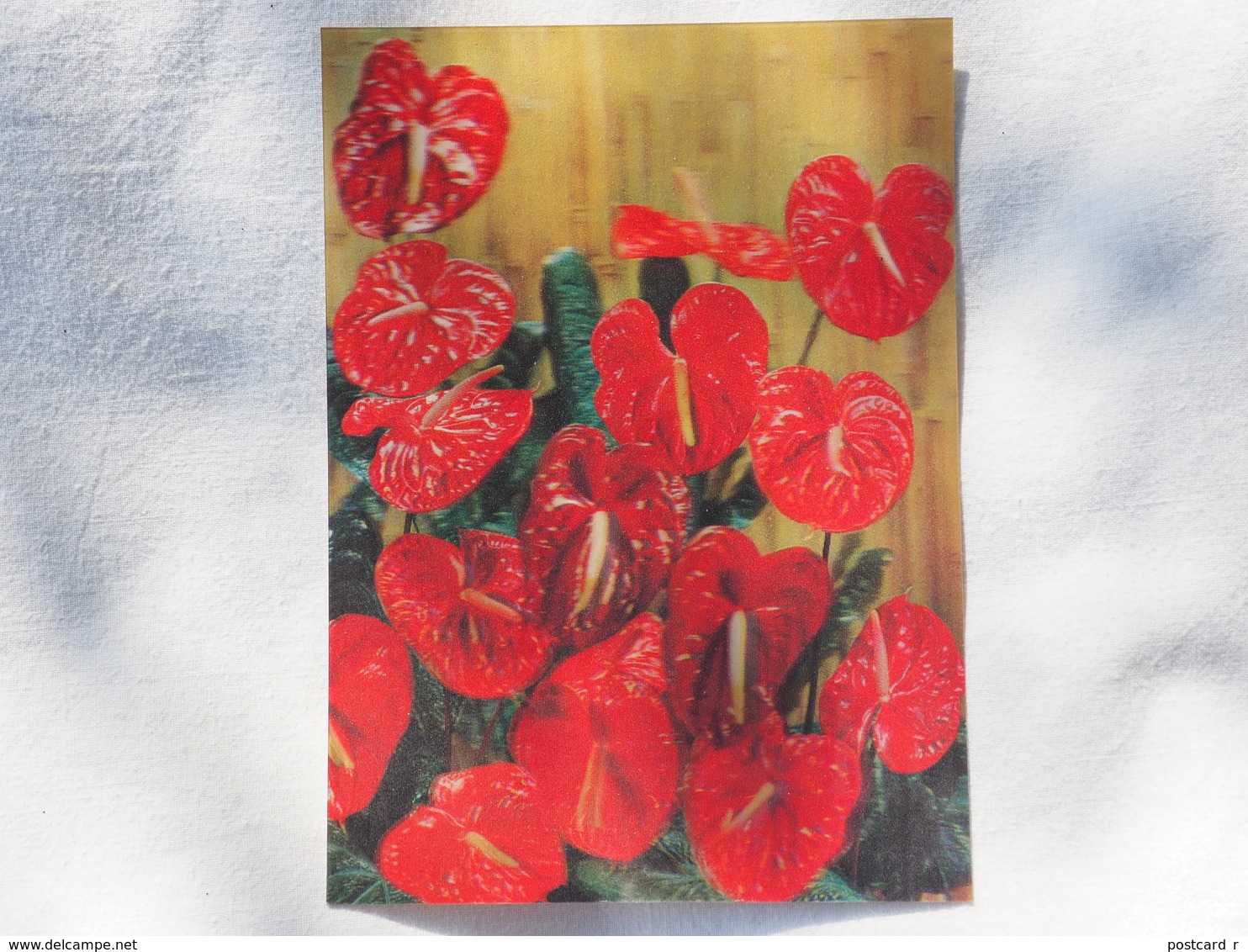 3d 3 D Lenticular Stereo Postcard Flower Anturium 1975   A 193 - Cartoline Stereoscopiche