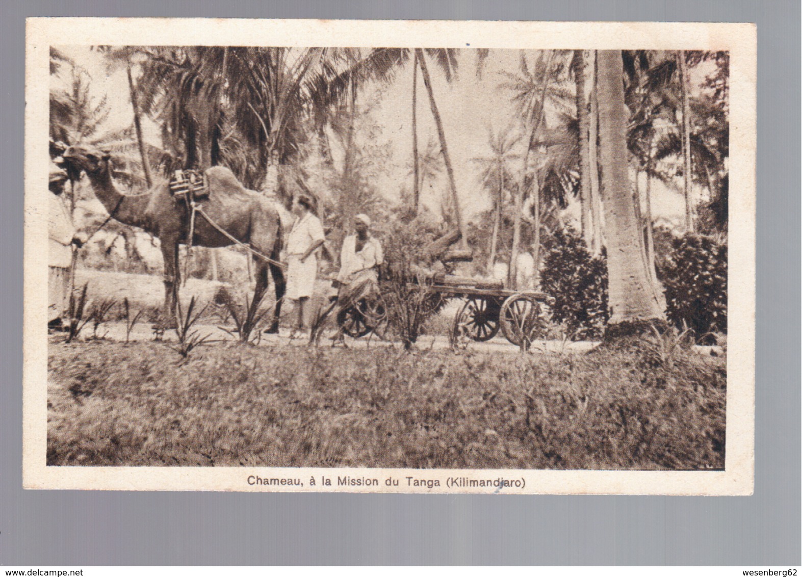 TANZANIA Chameau, A La Mission Du Tanga (Kilimandjaro)  1933 OLD POSTCARD - Tanzania