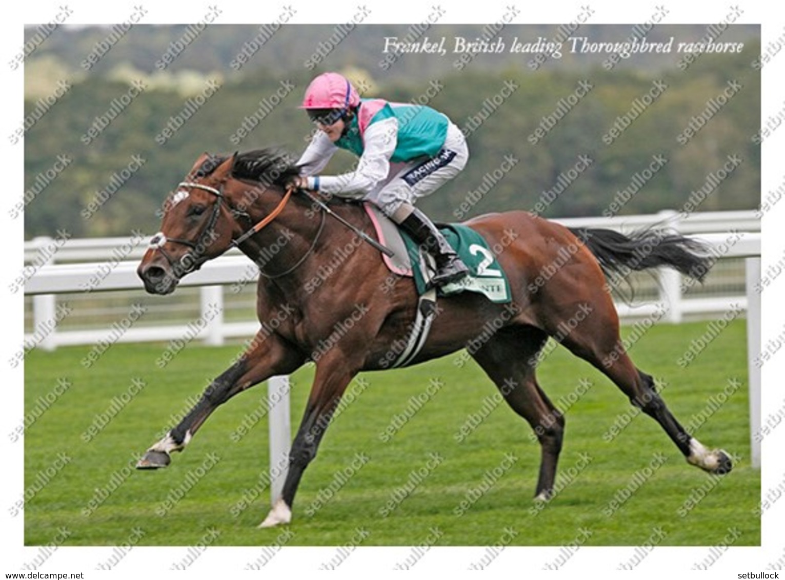 Ukraine | Postcard | Frankel | Leading Thoroughbred Racehorse | Horse - Cavalli