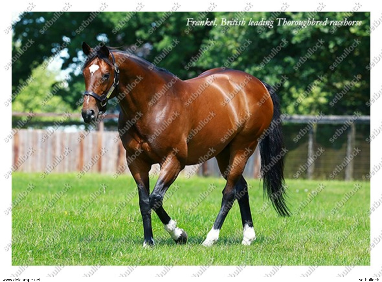 Ukraine | Postcard | Frankel | Leading Thoroughbred Racehorse | Horse - Cavalli