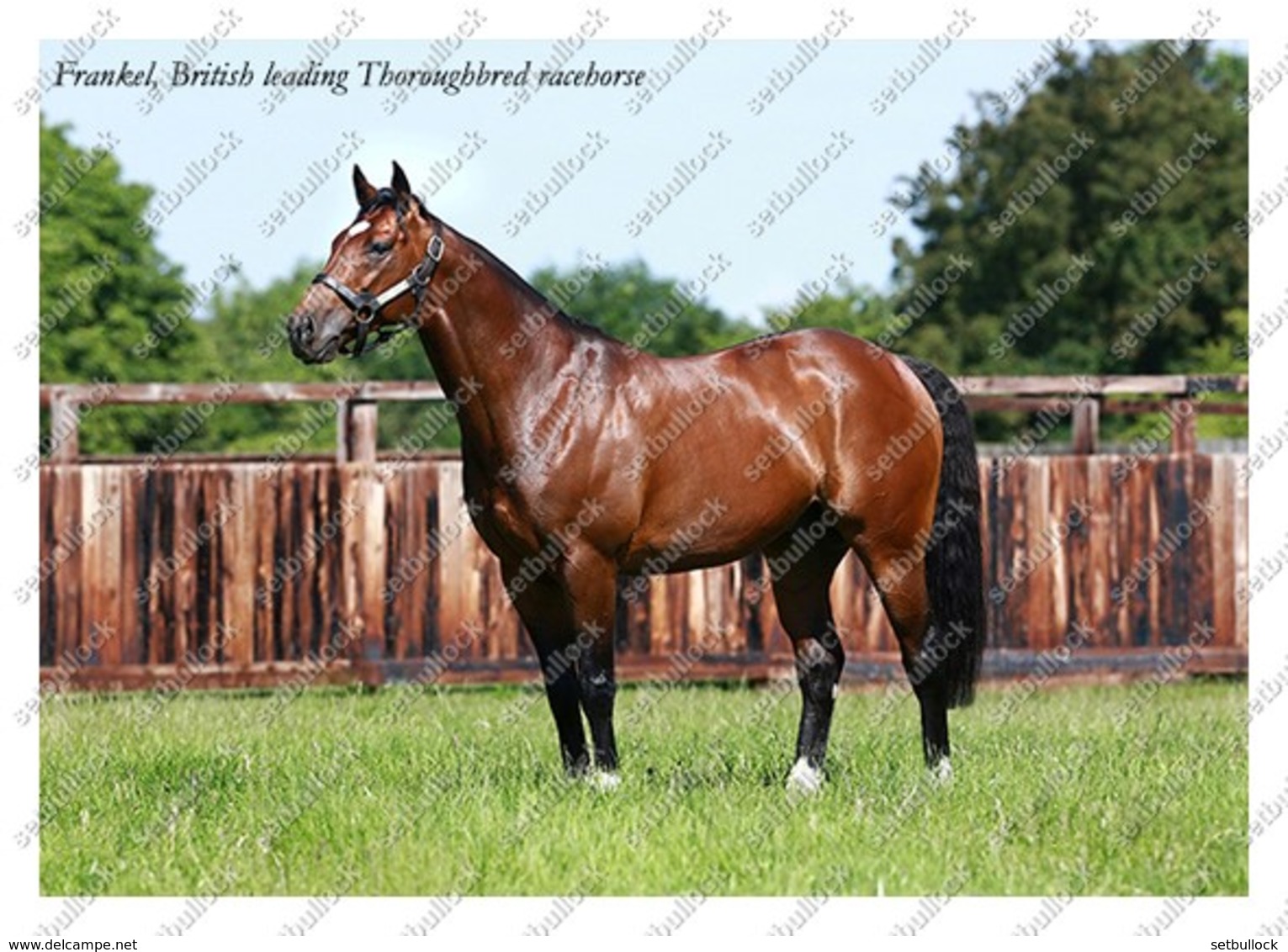 Ukraine | Postcard | Frankel | Leading Thoroughbred Racehorse | Horse - Cavalli