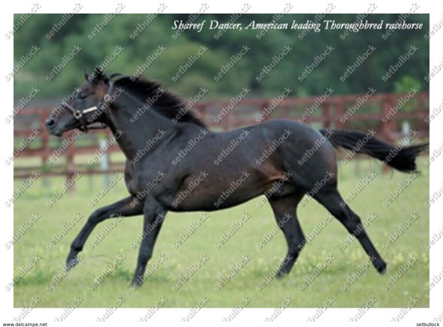 Ukraine | Postcard | Shareef Dancer | Leading Thoroughbred Racehorse | Horse - Cavalli