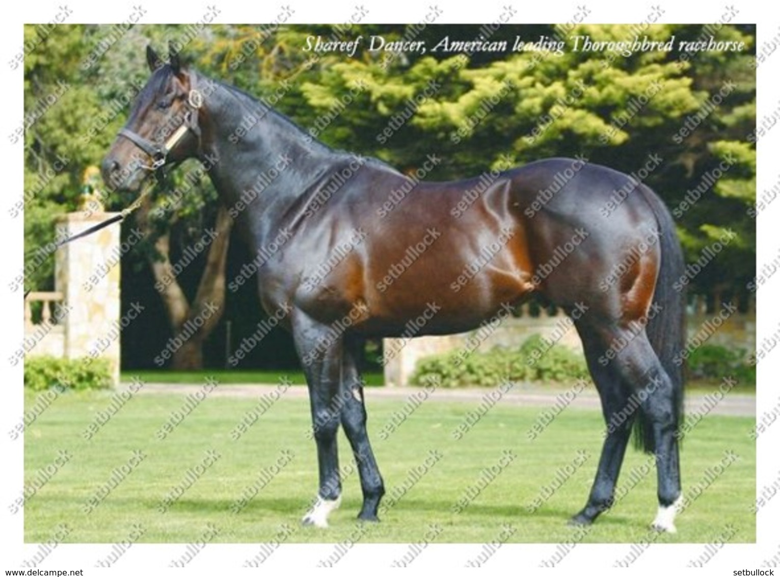 Ukraine | Postcard | Shareef Dancer | Leading Thoroughbred Racehorse | Horse - Cavalli