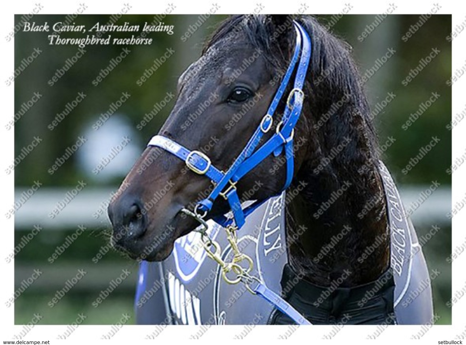 Ukraine | Postcard | Black Caviar | Leading Thoroughbred Racehorse | Horse - Cavalli