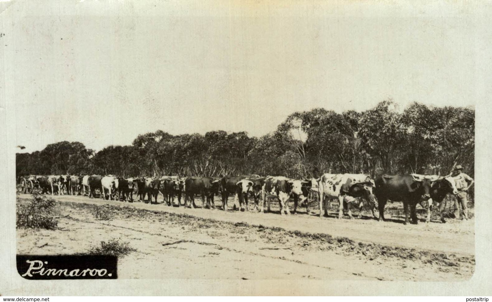 RPPC   PINNAROO  NEW POLICE STATION    AUSTRALIA OCEANIA - Otros & Sin Clasificación