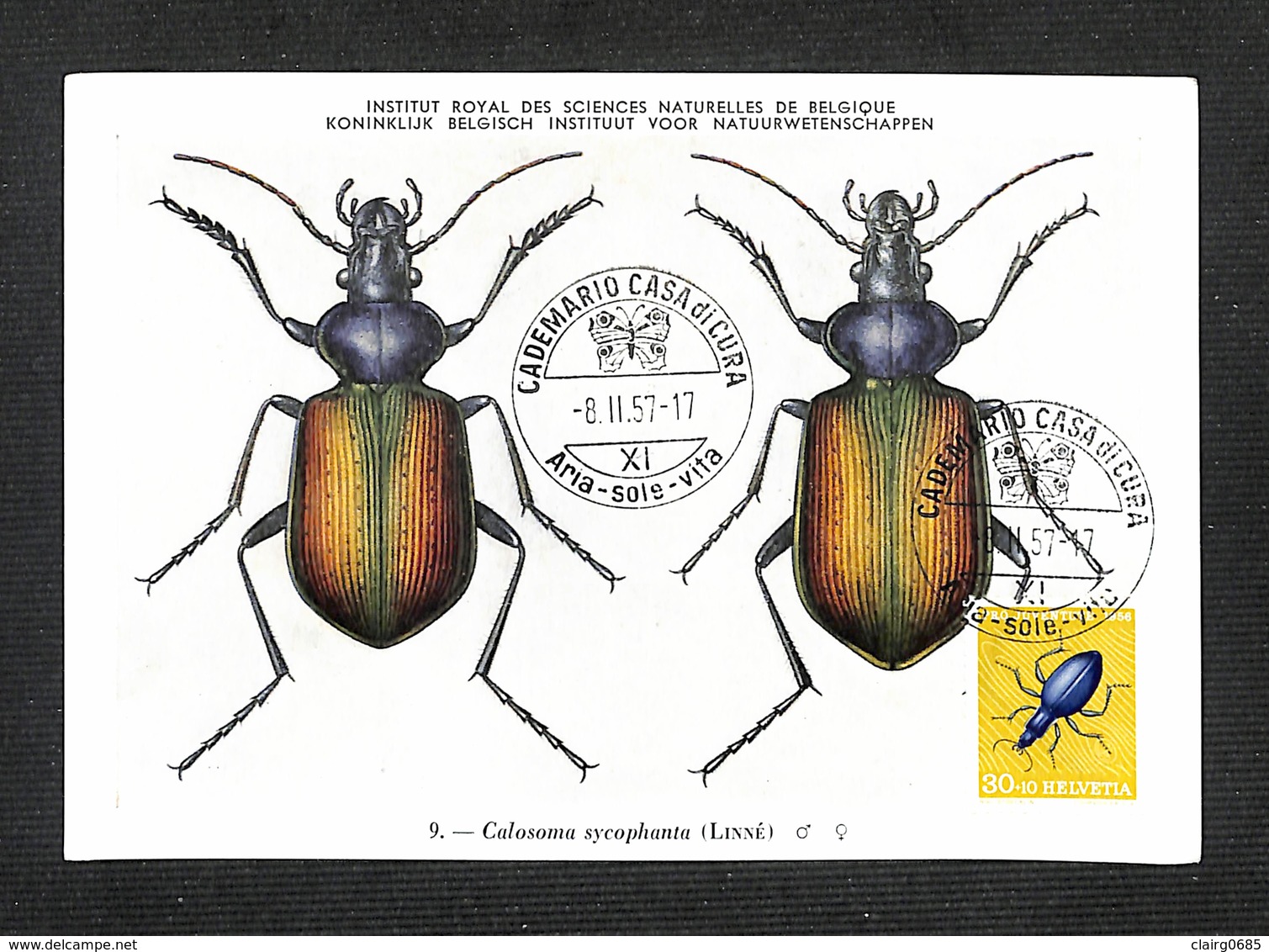 SUISSE - HELVETIA - Carte Maximum 1957 - Calosoma Sycophanta - Maximumkarten (MC)